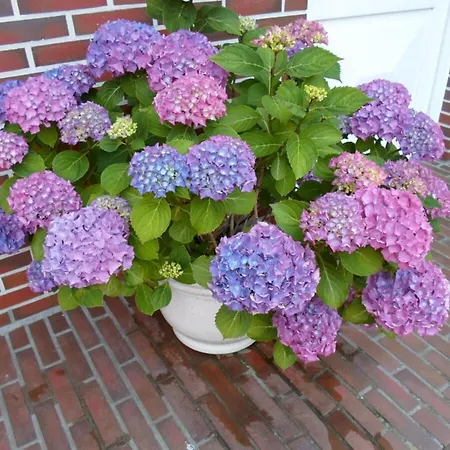 Watthuus Kiebitzhoern *