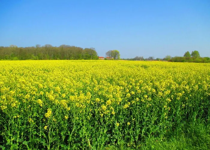 Watthuus Kiebitzhoern * 霍鲁梅尔希尔